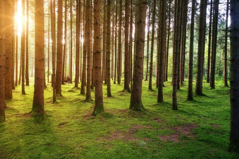 Europarlament zadecyduje o przyszłości lasów